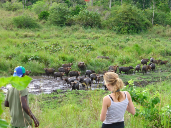 Safari au parc national de la Lopé - Equatour-NEH