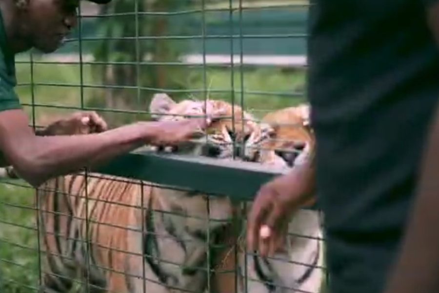 Visite du parc animalier à Libreville
